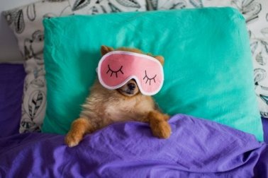 Como escolher um animal de estimação ideal para uma família?