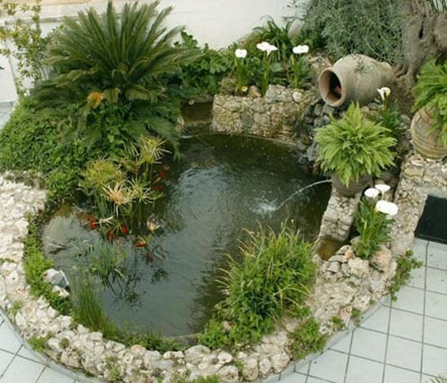 Plantas aquáticas no seu jardim