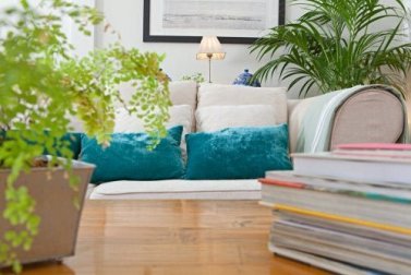 4 plantas para um design de interiores contemporâneo