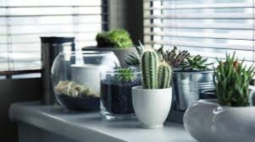 Plantas que precisam de pouca luz mas trazem muita energia