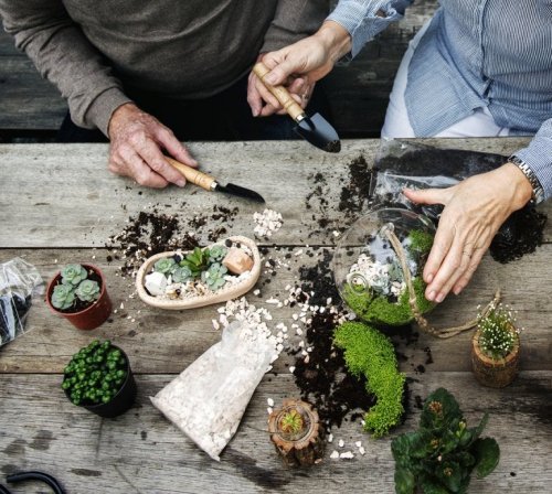 Preparando um terrário caseiro