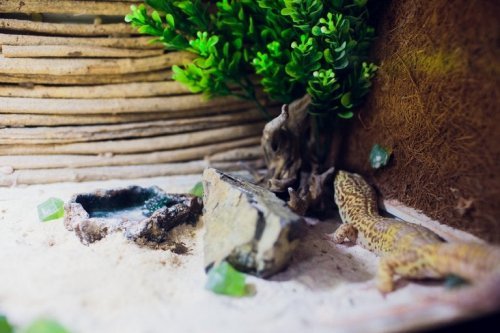 Lâmpadas para terrário para anfíbios