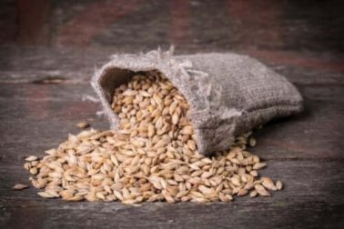 5 maneiras de usar a cevada como remédio digestivo