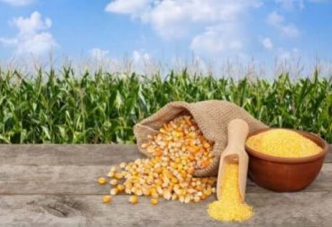 5 deliciosas receitas que você pode fazer com uma lata de milho