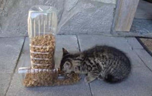 Os gatos e sua alimentação