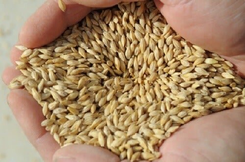 Grãos de cevada