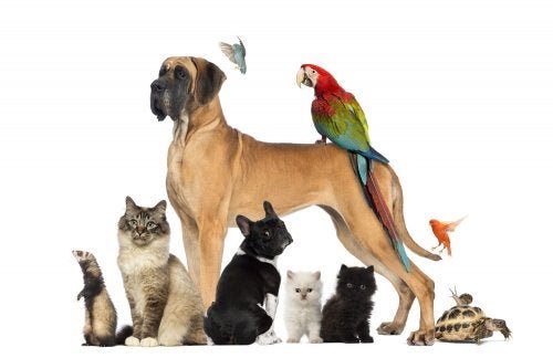 Qual animal de estimação escolher para o meu filho