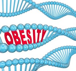 O gene da obesidade de acordo com a ciência
