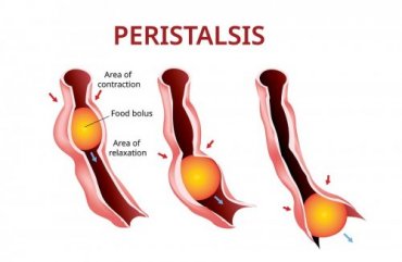 Peristaltismo: saiba o que é em detalhe - Melhor Com Saúde