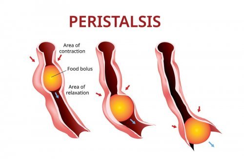 O peristaltismo permite que o bolo alimentar se mova ao longo do sistema digestivo.