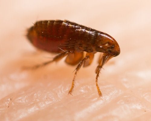 Pulga