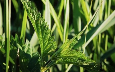 Veja como a urtiga é efetiva para cuidar dos cabelos