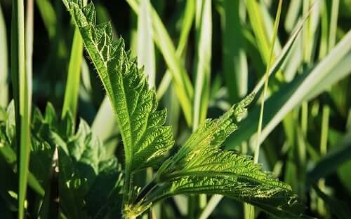 Veja como a urtiga é efetiva para cuidar dos cabelos