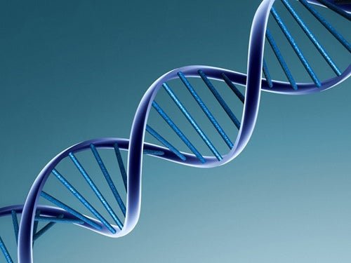 O DNA e as características físicas