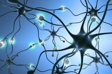 Neurogênese: como são gerados novos neurônios?