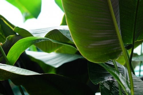 Os incríveis benefícios das folhas de bananeira