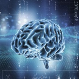 Sistema de recompensa cerebral: como funciona?