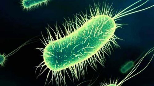Escherichia coli