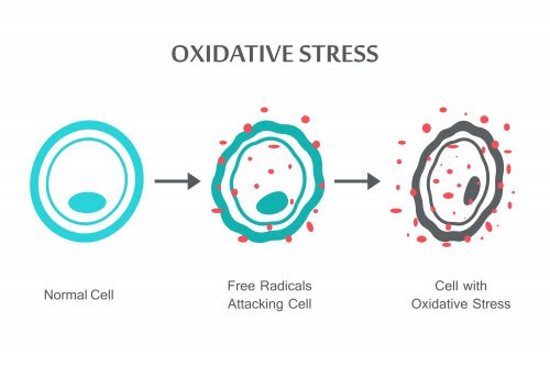 Estresse oxidativo nas células