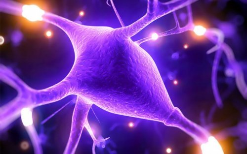 Magnésio ajuda a estabelecer sinapses
