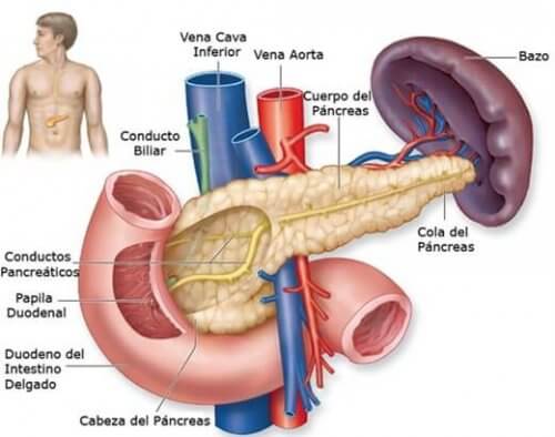 Anatomia do pâncreas