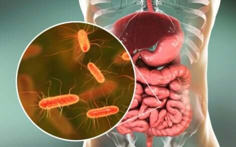 Germes nos intestinos