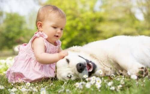 Bebê com cachorro