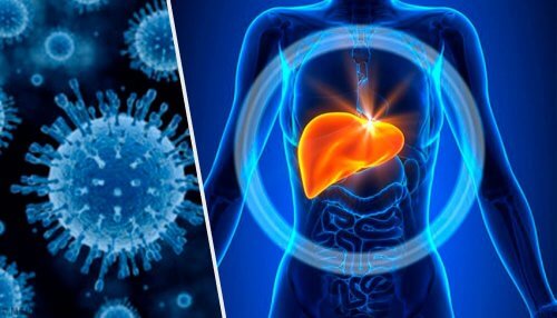 Metabolismo do fígado