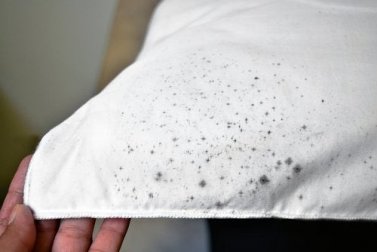 Mofo que cresce nas roupas do armário