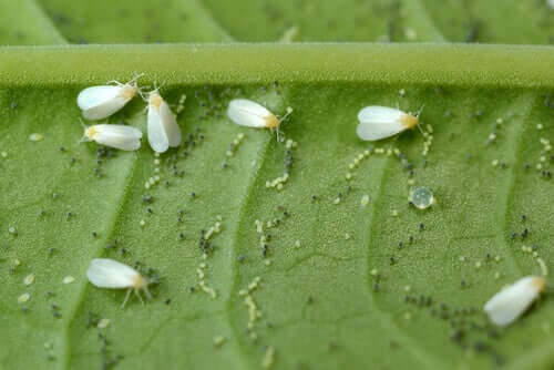 Mosca-branca entre as pragas e doenças de plantas
