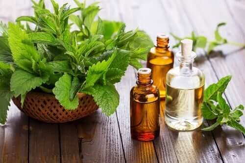 óleo essencial de menta para aliviar o refluxo gastroesofágico
