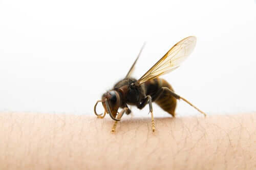 O que fazer se formos picados por uma vespa asiática?