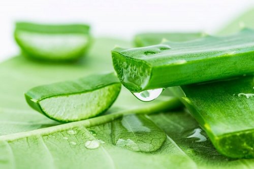 Aloe vera