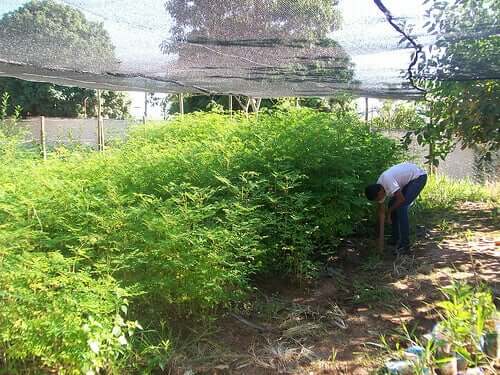 Doenças nas plantações