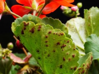 Pragas e doenças de plantas