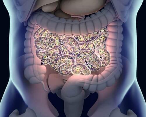 Antibiótico altera microbiota