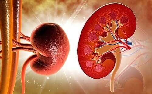 Tuberculose renal e o tamanho dos rins