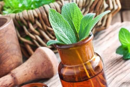 As 15 melhores ervas medicinais e seus usos