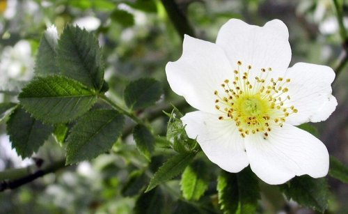 Espinheiro branco e sistema cardiovascular
