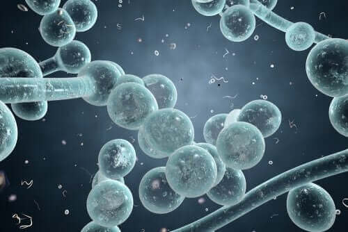 A Candida albicans faz parte da microflora vaginal normal.