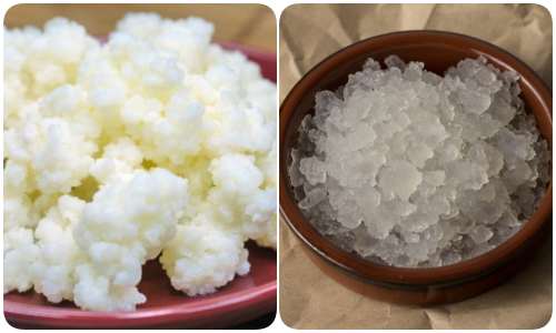 Os grânulos de kefir contêm bactérias lácticas para a fermentação