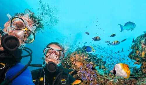Casal praticando mergulho no outono, cercado por peixes