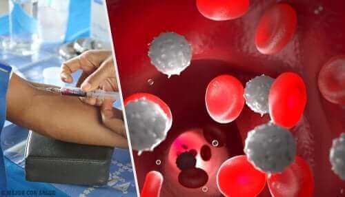 Sangue com glóbulos vermelhos e brancos