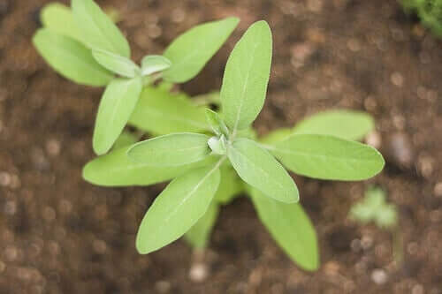 Sálvia é uma planta com muitas propriedades medicinais