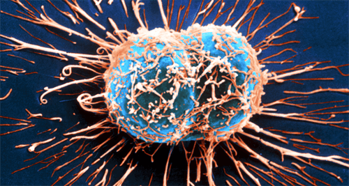Sistema imunológico e tratamento do câncer