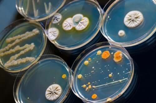Bactérias sendo estudadas