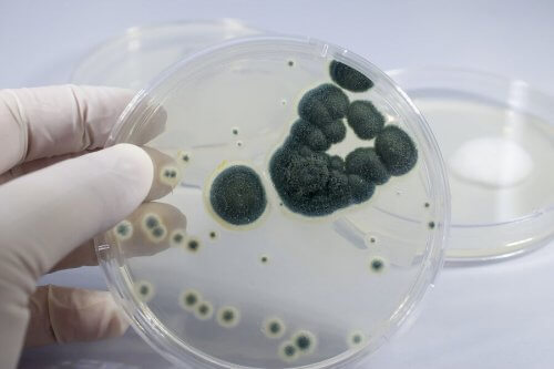 Análise de bactérias em laboratório