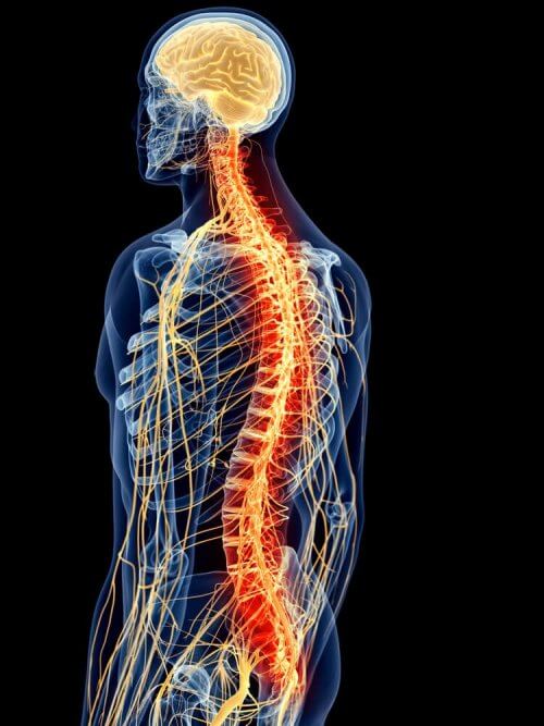 Coluna vertebral humana