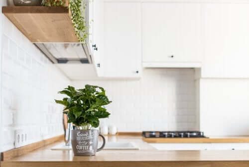 Como ter plantas aromáticas frescas na cozinha