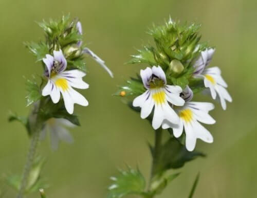 Flores de eufrásia